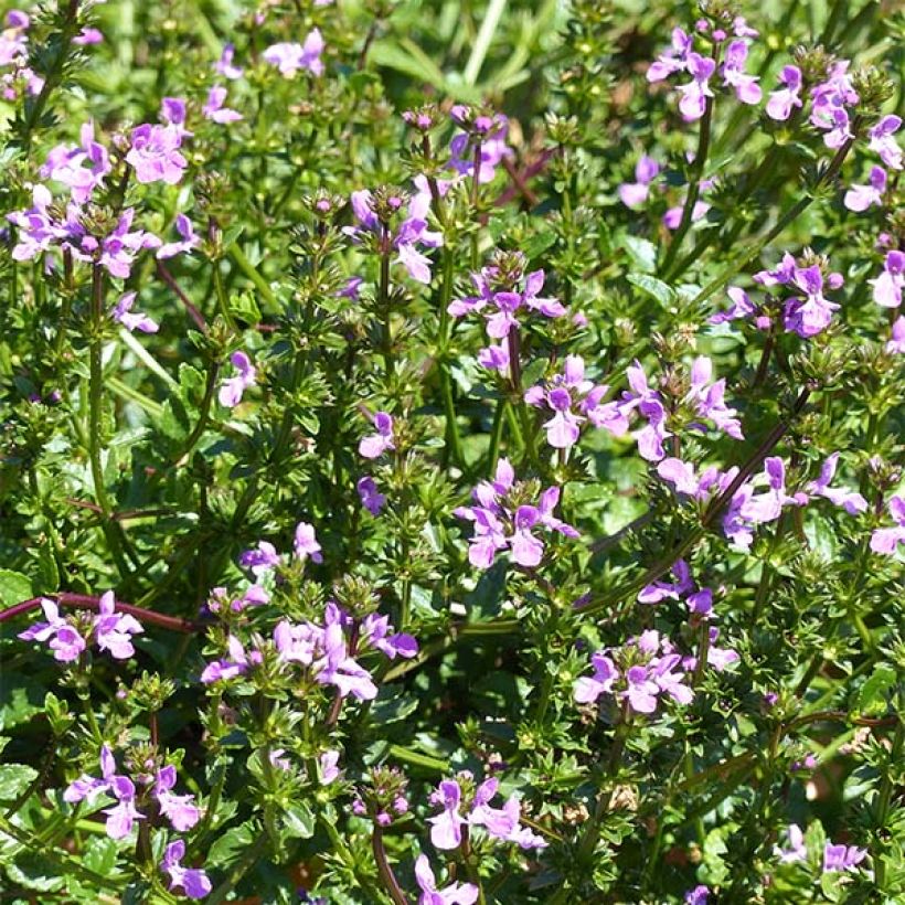 Ziest Lilac Falls - Stachys (Flowering)
