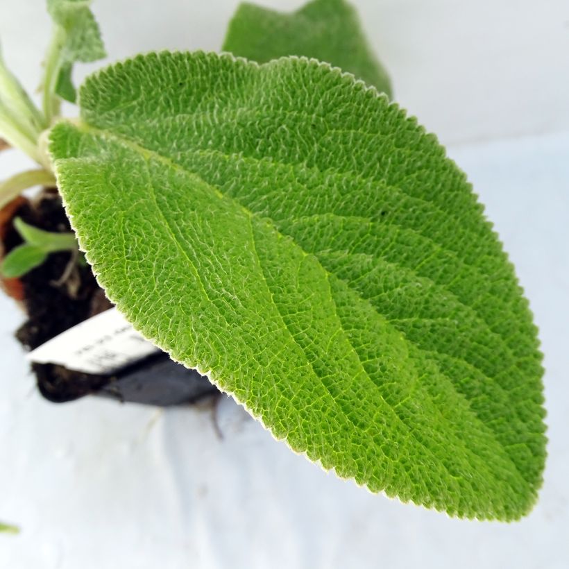 Woll-Ziest Big Ears - Stachys byzantina (Foliage)