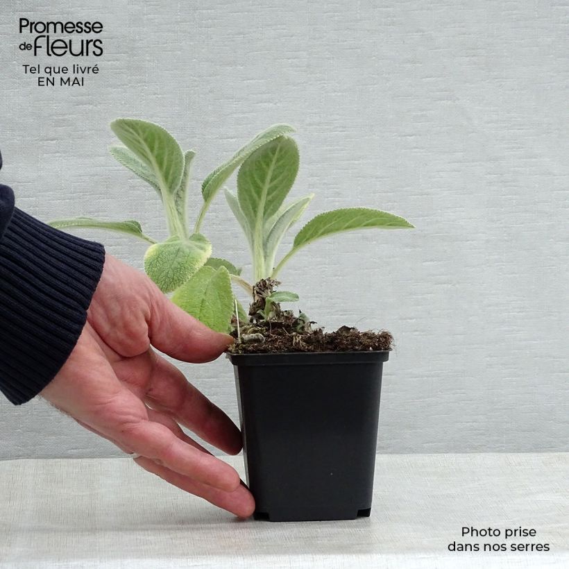 Exemplar von Woll-Ziest Big Ears - Stachys byzantina Kleine Töpfe von 8/9 cm wie im Frühjahr geliefert