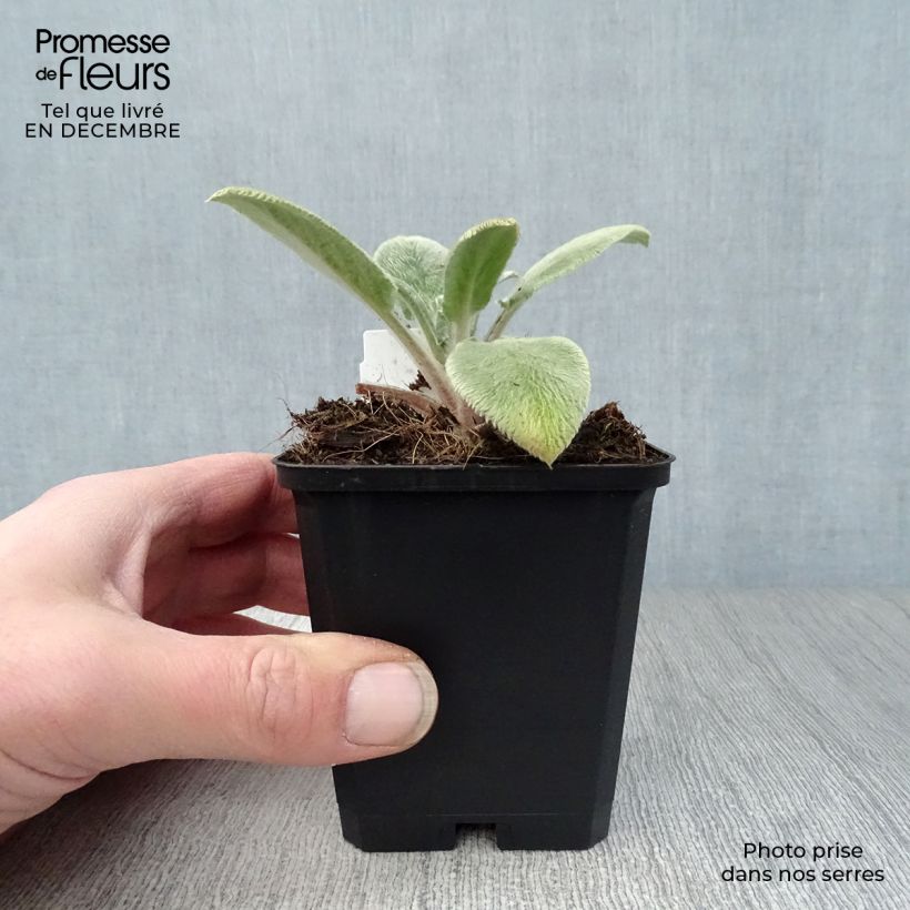 Exemplar von Woll-Ziest Big Ears - Stachys byzantina Kleine Töpfe von 8/9 cm wie im Winter geliefert