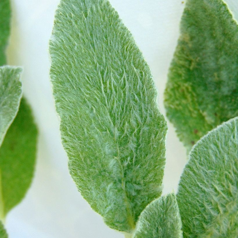 Woll-Ziest - Stachys byzantina (Foliage)