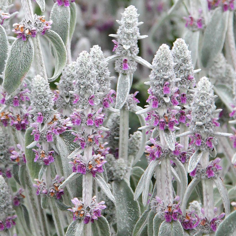 Woll-Ziest - Stachys byzantina (Flowering)