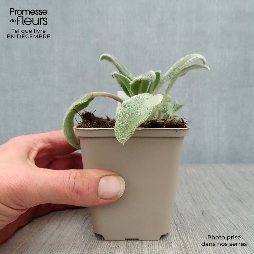 Exemplar von Woll-Ziest - Stachys byzantina Kleine Töpfe von 8/9 cm wie im Winter geliefert