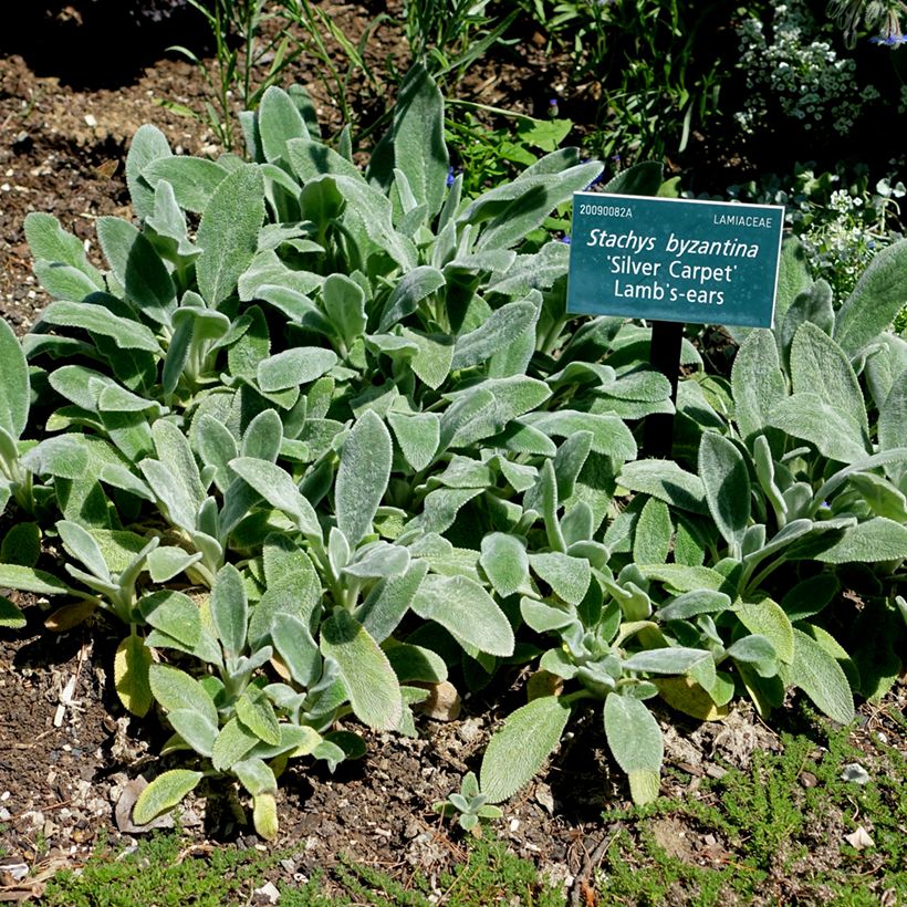 Woll-Ziest Silver Carpet - Stachys byzantina (Plant habit)