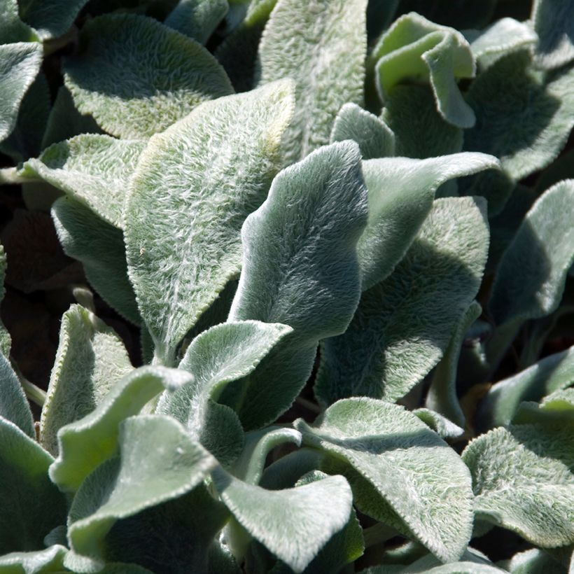 Woll-Ziest Silver Carpet - Stachys byzantina (Foliage)