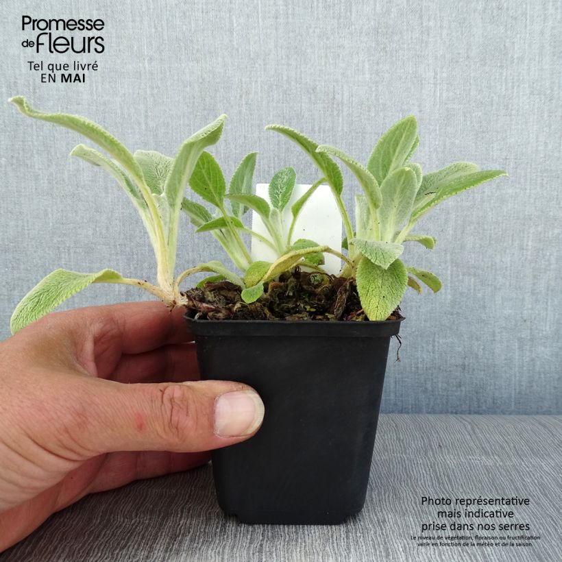 Exemplar von Woll-Ziest Silver Carpet - Stachys byzantina Kleine Töpfe von 8/9 cm wie im Frühjahr geliefert