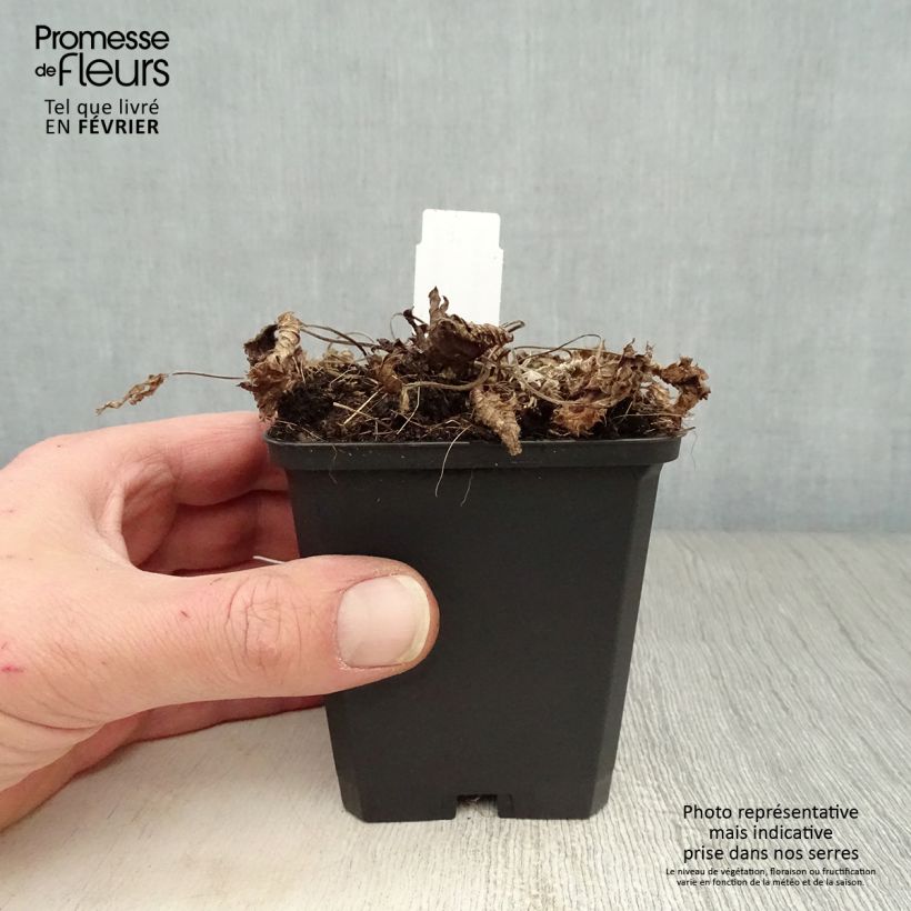 Exemplar von Großblütige Betonie Superba - Stachys grandiflora Kleine Töpfe von 8/9 cm wie im Winter geliefert