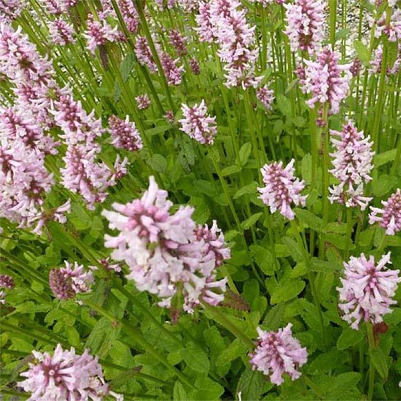 Heil-Ziest Rosea - Stachys monieri (Flowering)