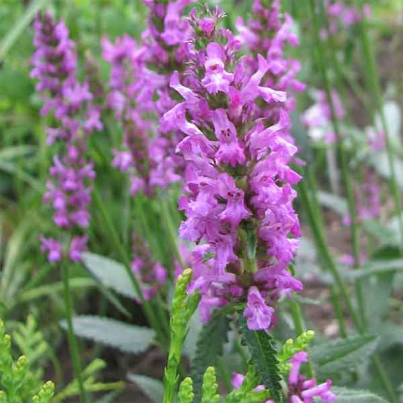 Echte Betonie - Stachys officinalis (Flowering)