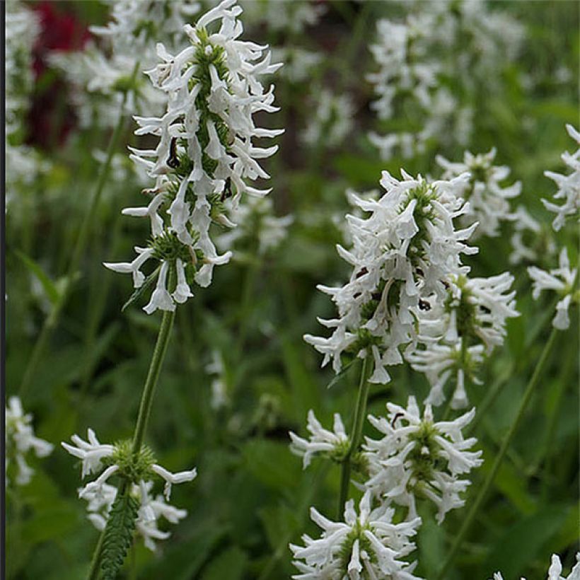 Echte Betonie Alba - Stachys officinalis (Flowering)