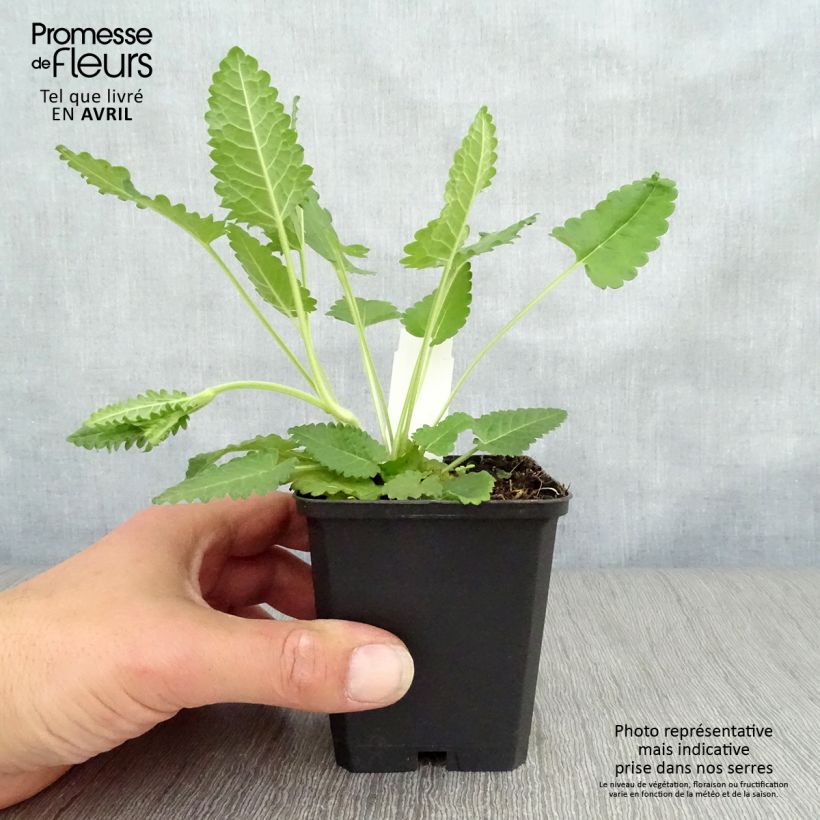 Exemplar von Echte Betonie - Stachys officinalis Kleine Töpfe von 8/9 cm wie im Frühjahr geliefert