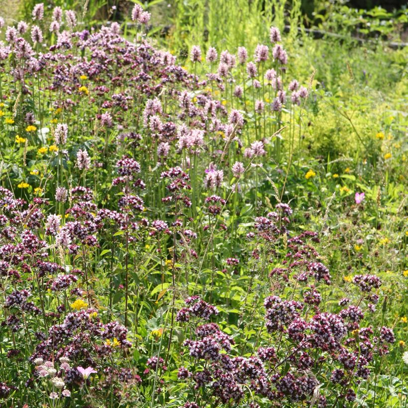 Echte Betonie Pink Cotton Candy - Stachys officinalis (Plant habit)