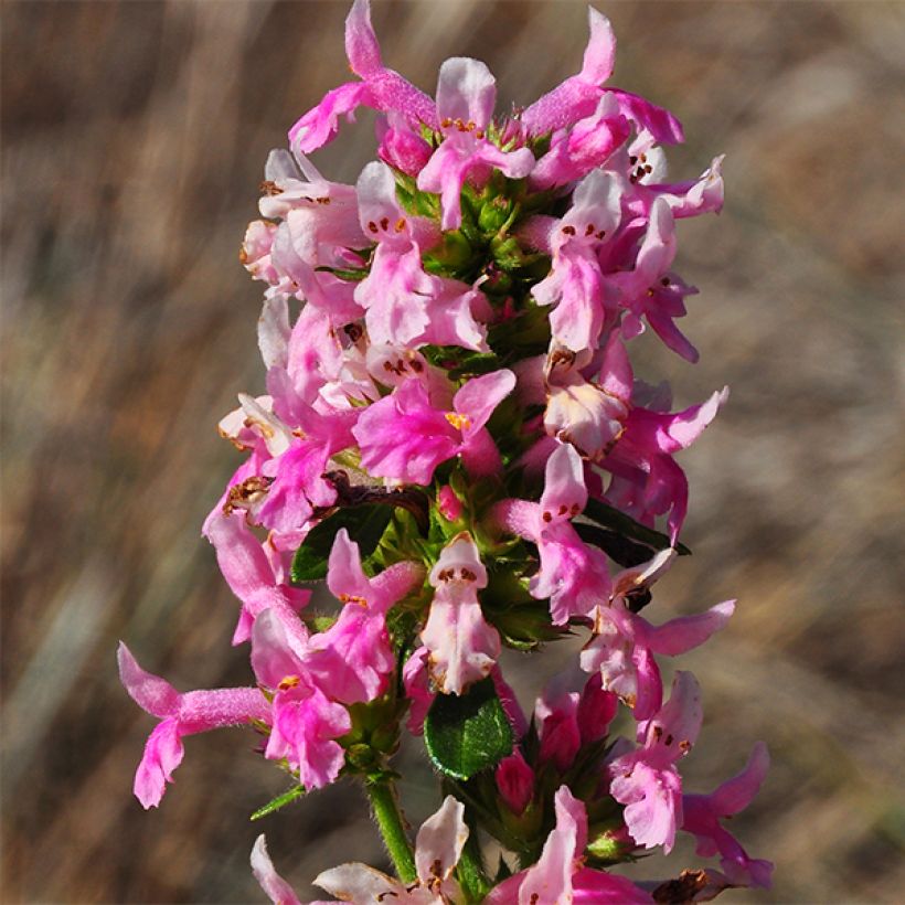 Echte Betonie Pink Cotton Candy - Stachys officinalis (Flowering)