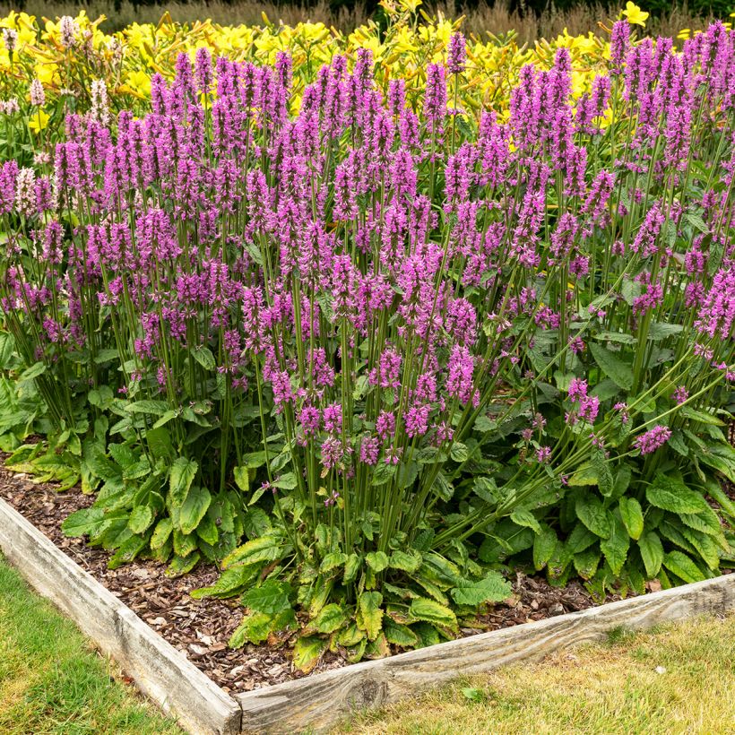 Echte Betonie - Stachys officinalis (Plant habit)