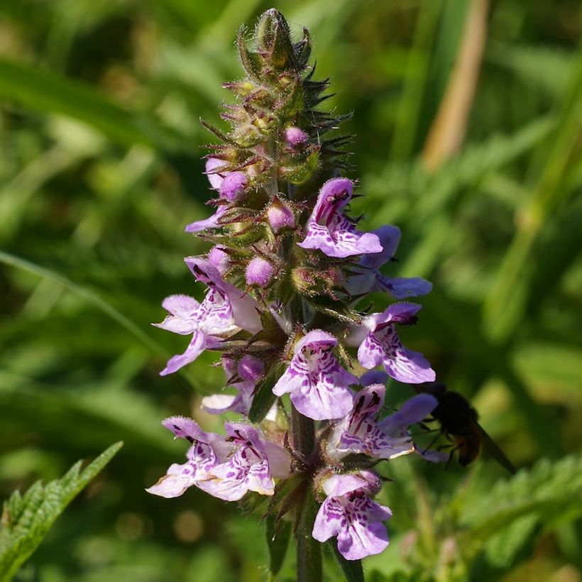 Sumpf-Ziest - Stachys palustris (Flowering)