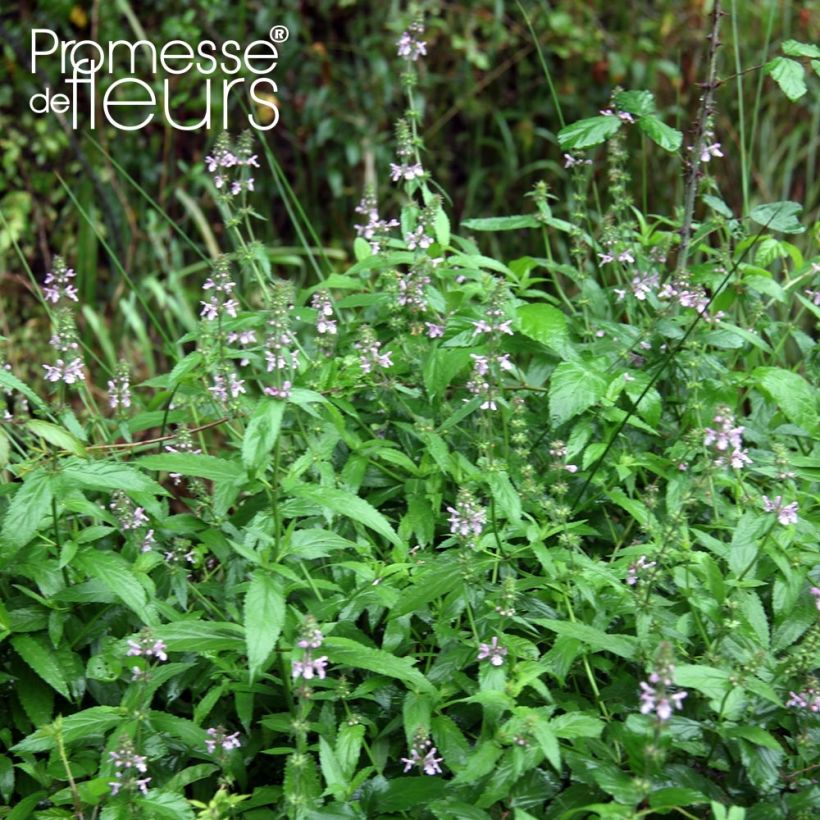 Sumpf-Ziest - Stachys palustris (Plant habit)