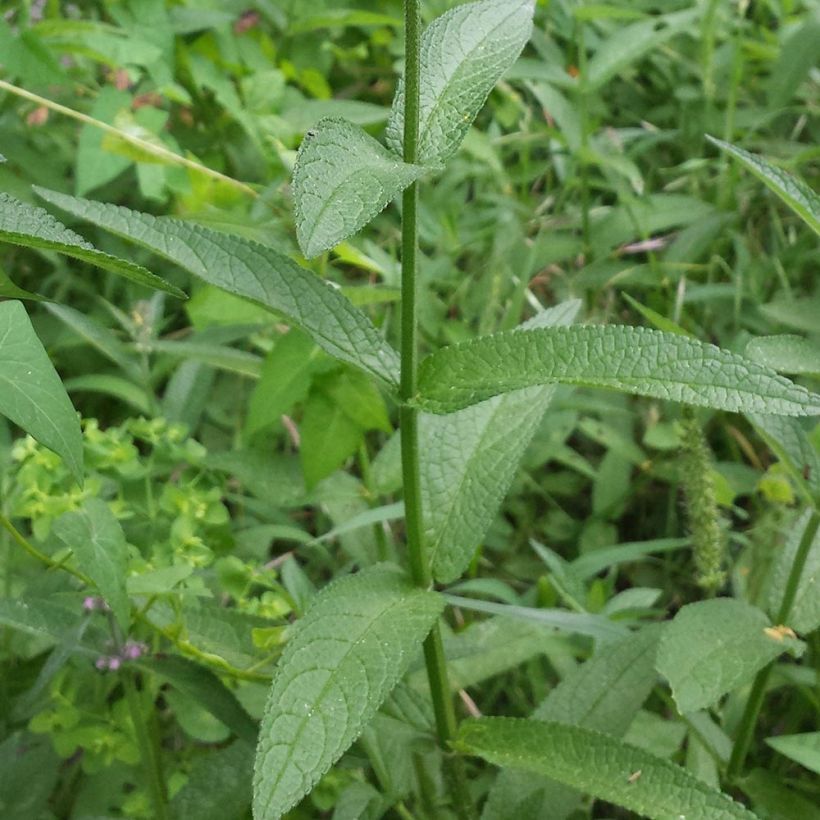 Sumpf-Ziest - Stachys palustris (Foliage)