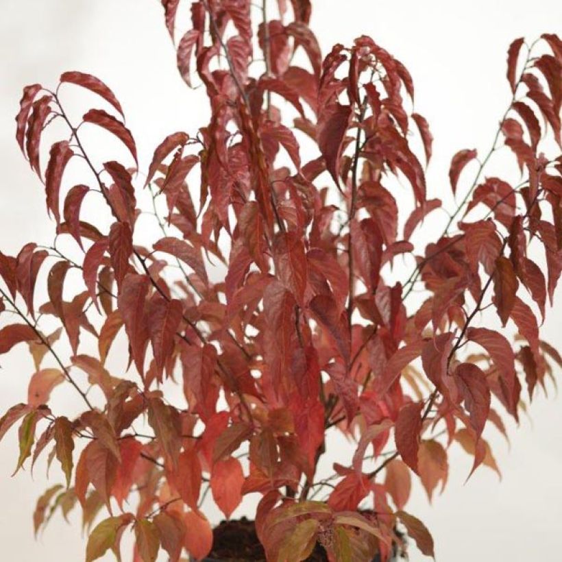 Stachyurus chinensis Celina - Perlschweif (Foliage)
