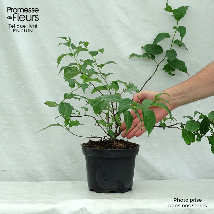 Exemplar von Stachyurus chinensis Celina - Perlschweif Topf mit 3L/4L wie im Sommer geliefert