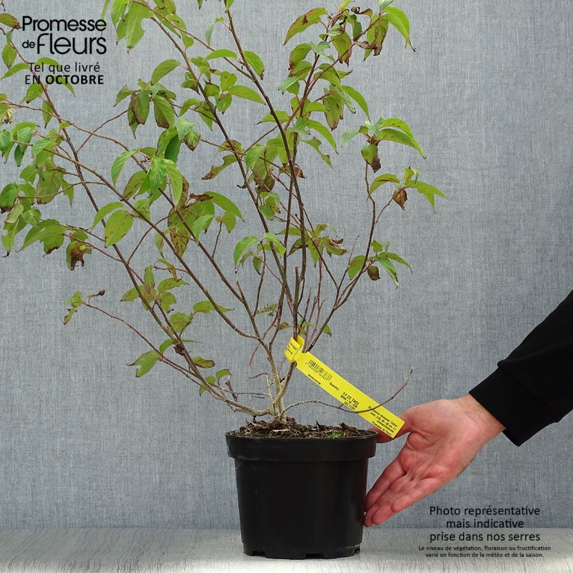 Example of Stachyurus chinensis Celina - Perlschweif Topf mit 3L/4L as you get in automne