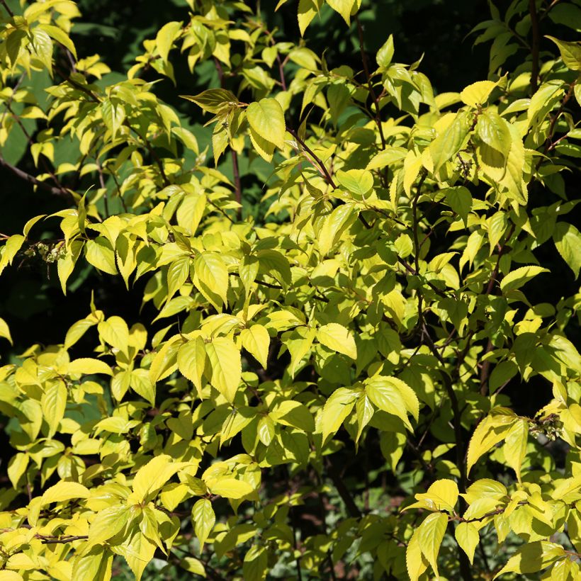 Stachyurus chinensis Goldbeater - Perlschweif (Foliage)