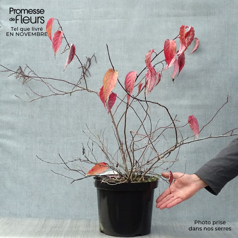Example of Stachyurus chinensis Joy Forever - Perlschweif Topf mit 7,5L/10L as you get in automne