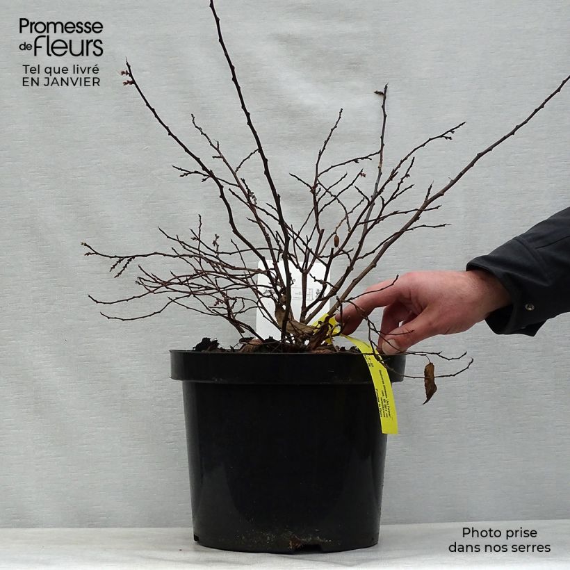 Exemplar von Stachyurus chinensis Joy Forever - Perlschweif Topf mit 7,5L/10L wie im Winter geliefert