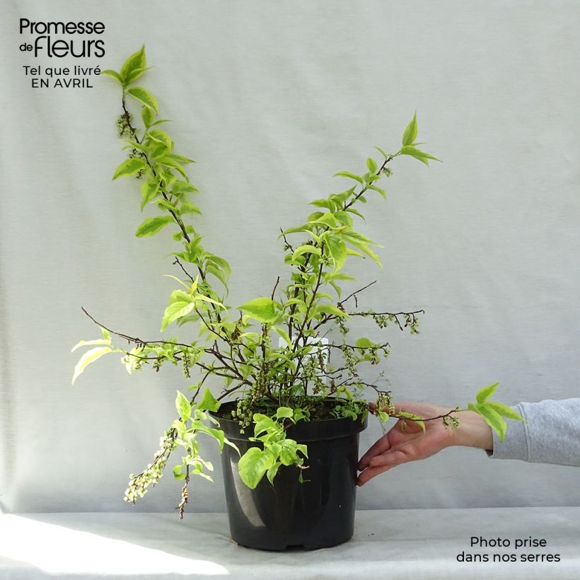 Exemplar von Stachyurus chinensis Joy Forever - Perlschweif Topf mit 7,5L/10L wie im Frühjahr geliefert
