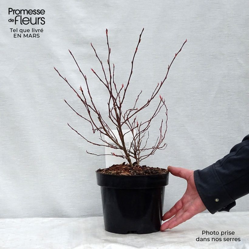 Exemplar von Stachyurus chinensis Joy Forever - Perlschweif Topf mit 2L/3L wie im Frühjahr geliefert