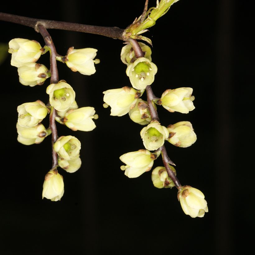 Stachyurus chinensis Wonderful Image - Perlschweif (Flowering)