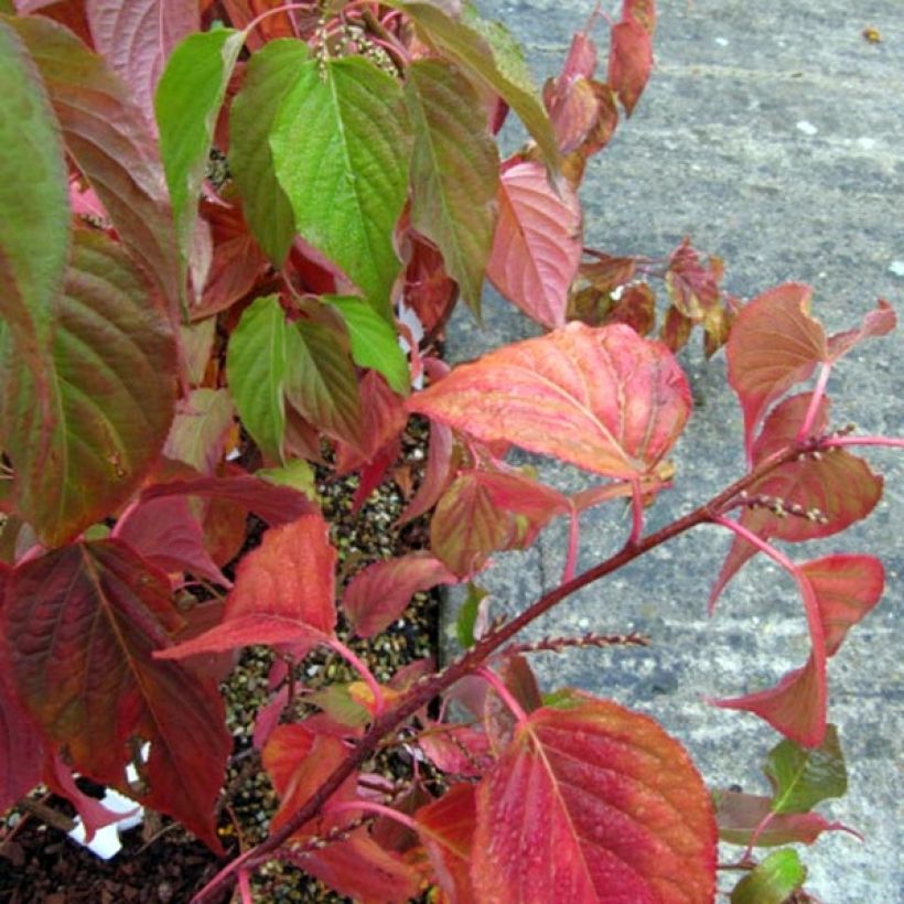 Stachyurus praecox - Japanischer Perlschweif (Foliage)