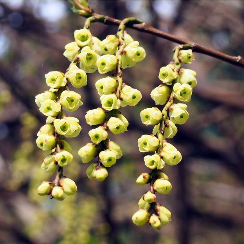 Stachyurus praecox - Japanischer Perlschweif (Flowering)