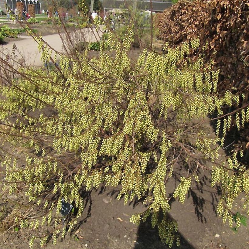 Stachyurus praecox - Japanischer Perlschweif (Plant habit)
