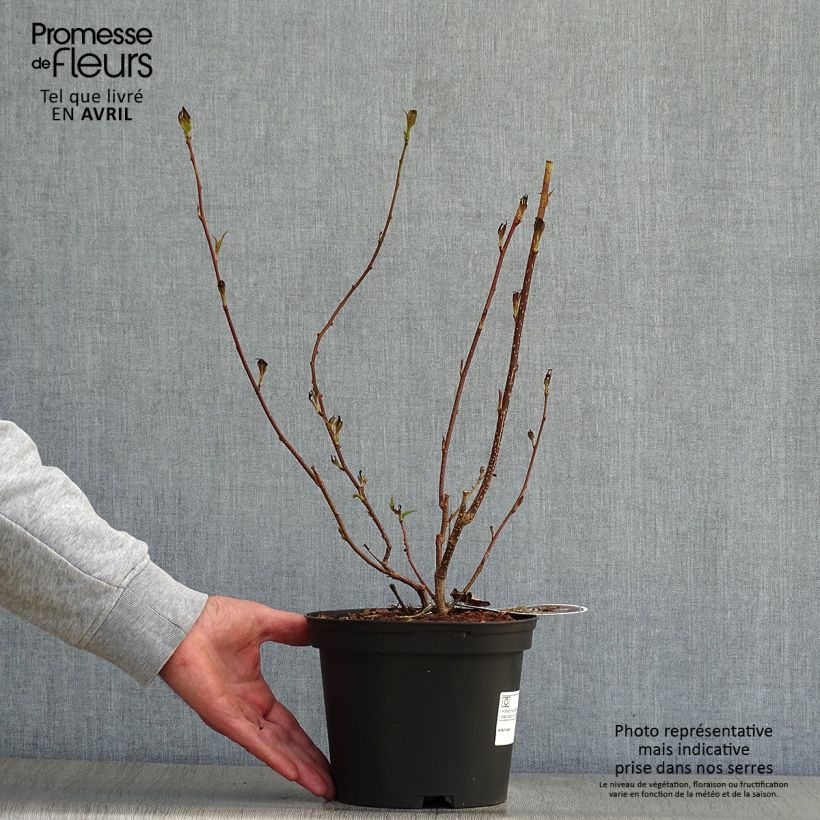 Exemplar von Stachyurus praecox - Japanischer Perlschweif Topf mit 2L/3L wie im Frühjahr geliefert