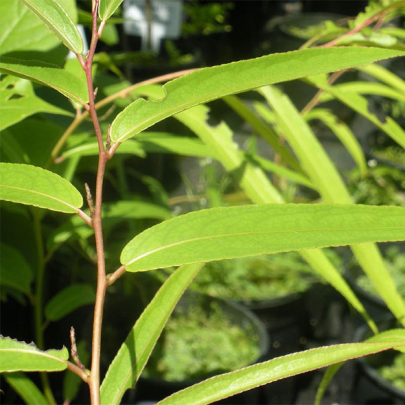Stachyurus salicifolius - Perlschweife (Foliage)