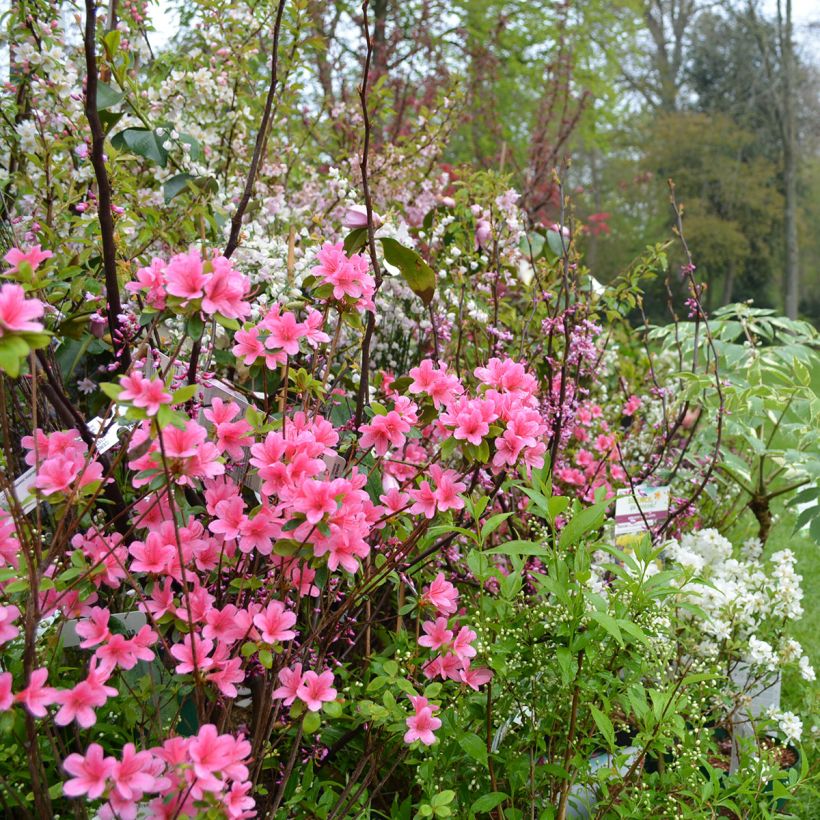 Japanische Azalee Sylvester - Azalea (Plant habit)
