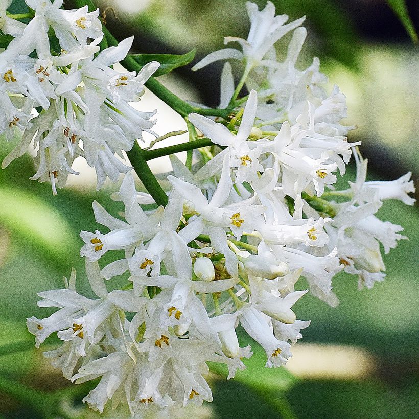 Staphylea colchica Black Jack - Pimpernuss (Blüte)