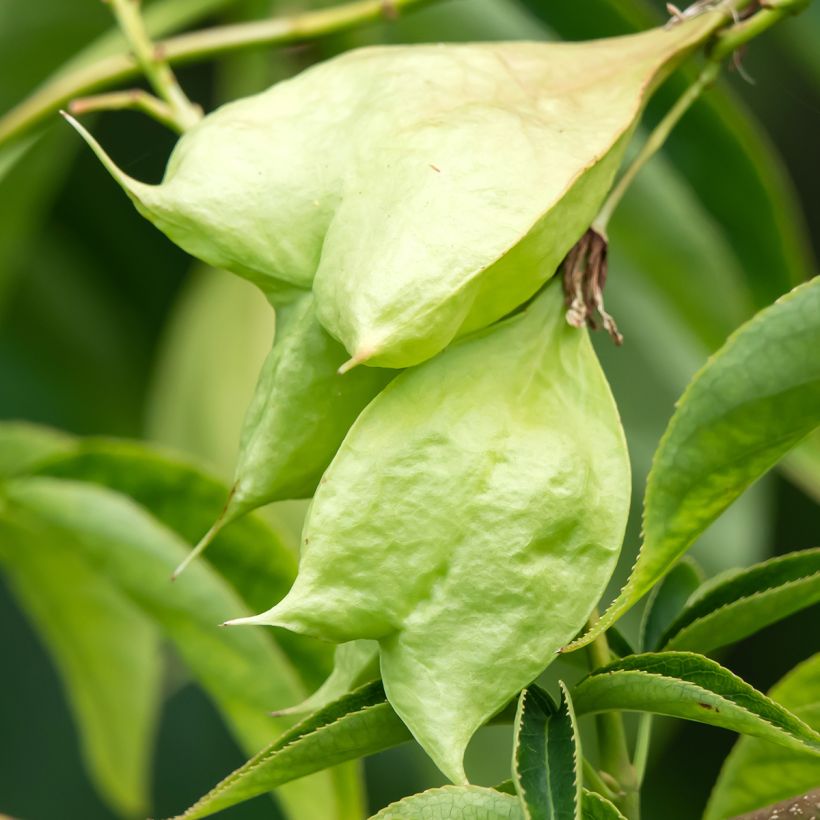 Staphylea colchica Black Jack - Pimpernuss (Ernte)