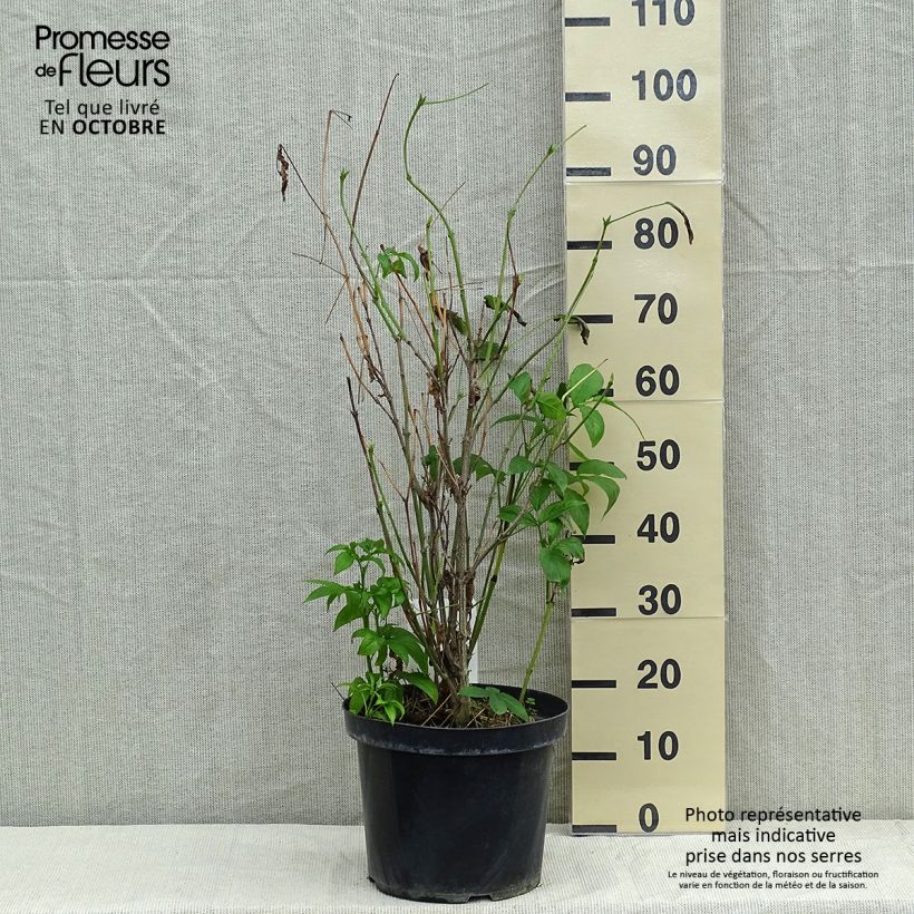 Example of Staphylea colchica - Pimpernuss Topf mit 7,5L/10L as you get in automne