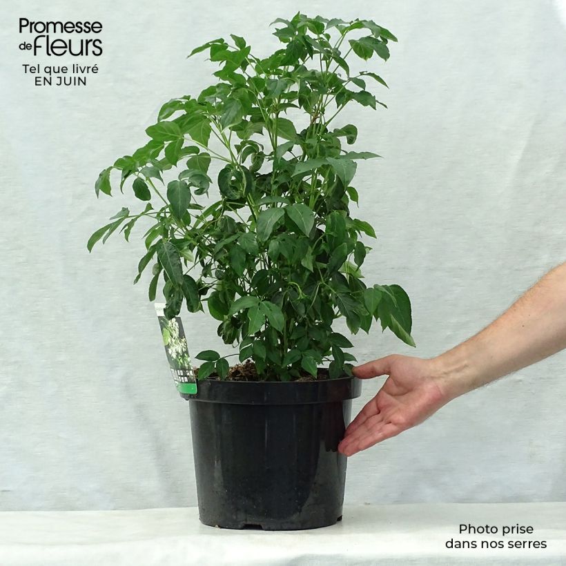 Exemplar von Staphylea colchica - Pimpernuss Topf mit 7,5L/10L wie im Sommer geliefert