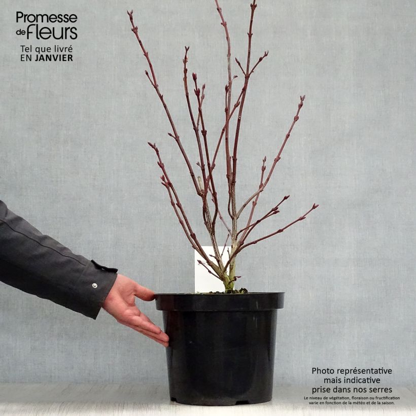 Exemplar von Staphylea colchica - Pimpernuss Topf mit 7,5L/10L wie im Winter geliefert