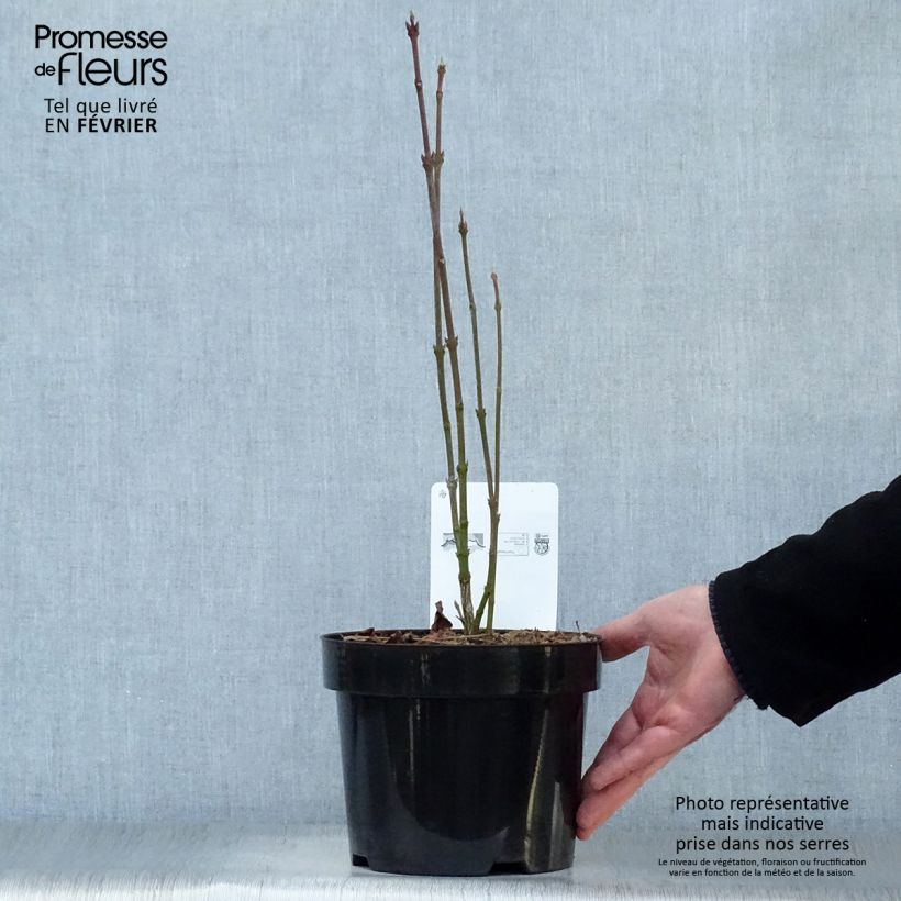 Exemplar von Staphylea colchica - Pimpernuss Topf mit 3L/4L wie im Winter geliefert