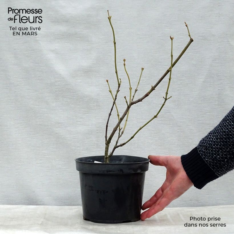 Example of Pimpernuss - Staphylea pinnata Plug "Fertig-zum-Pflanzen" as you get in hiver