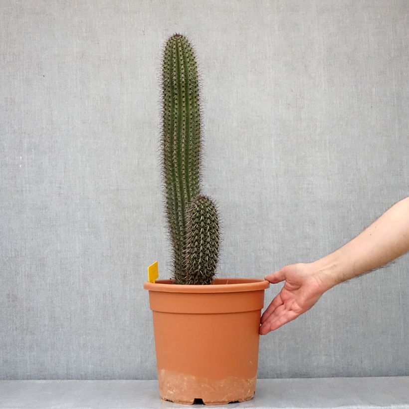 Example of Stenocereus thurberi - Orgelpfeifenkaktus Topf mit 7,5L/10L as you get in automne