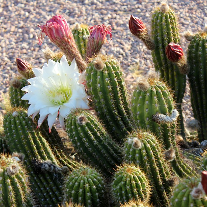 Stenocereus thurberi - Orgelpfeifenkaktus (Flowering)