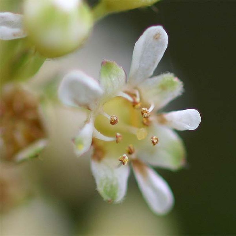 Stephanandra incisa Crispa - Kranzspiere (Flowering)