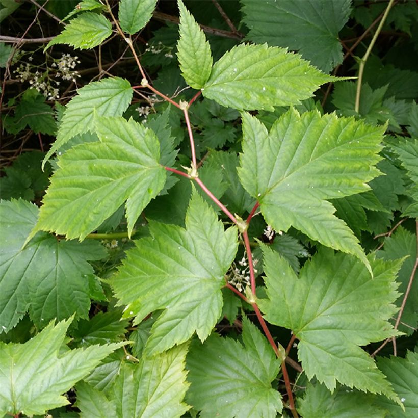 Stephanandra tanakae - hohe Kranzspiere (Foliage)
