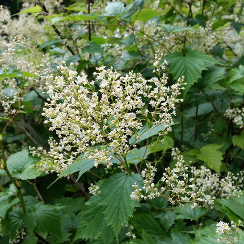 Stephanandra tanakae - hohe Kranzspiere (Flowering)