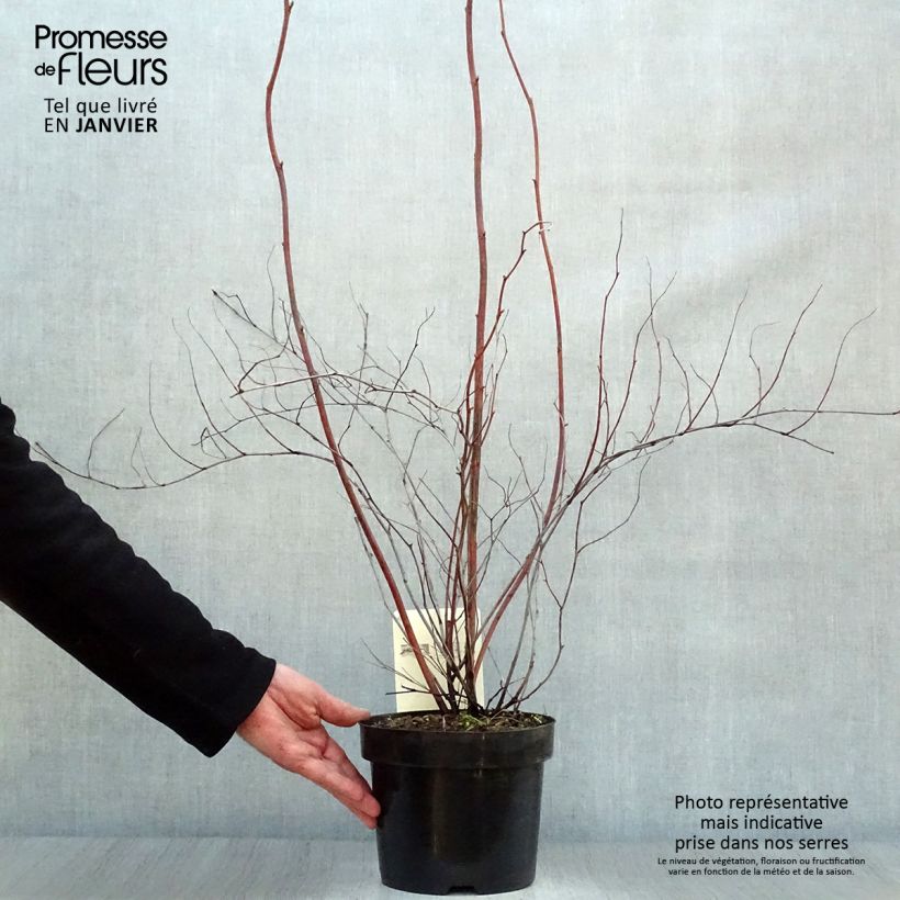 Exemplar von Stephanandra tanakae - hohe Kranzspiere Topf mit 3L/4L wie im Winter geliefert