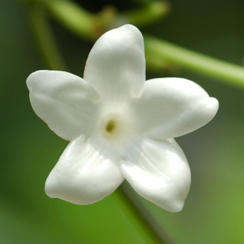 Stephanotis jasminoides - Madagaskar-Kranzschlinge (Flowering)